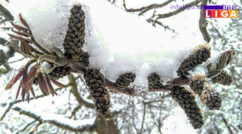IL-pod-snegom-orah Milionska šteta od snega u voćnjacima i malinjacima (FOTO)