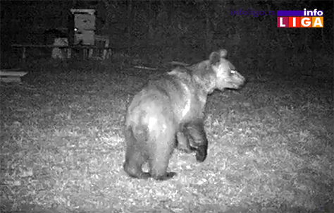 IL-mecka Monitoringom ustanovljeno da na Goliji živi oko dvadesetak medveda