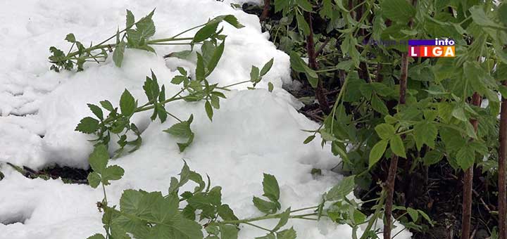 IL-sneg-u-maju-malinjaci-rzinje Sneg uništio malinjake u ivanjičkom kraju (VIDEO)