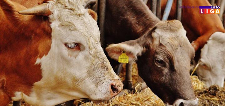 IL-Konkurs-za-krave Javni poziv za podsticaj i nabavku stočne hrane za ženska priplodna goveda starosti od 12 do 28 meseci
