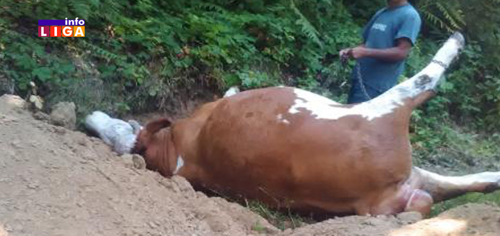 IL-krava Mirko iz Ivanjice razočaran: Ostao sam bez prihoda, a pomoći niotkuda (VIDEO)