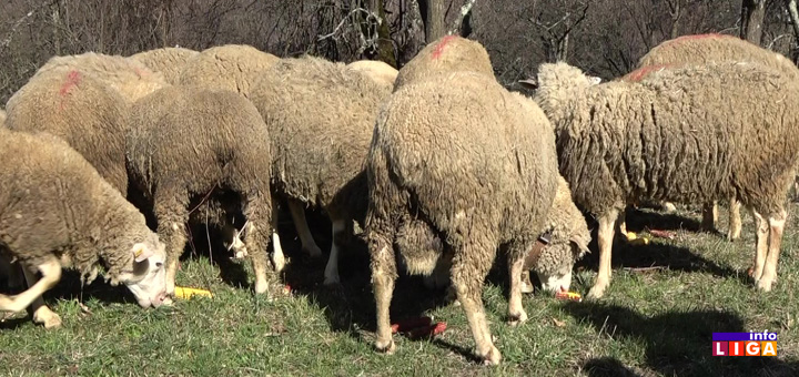 il-ovce Šišanje ovaca na farmi najuspešnijeg mladog poljoprivrednika iz Ivanjice (VIDEO)