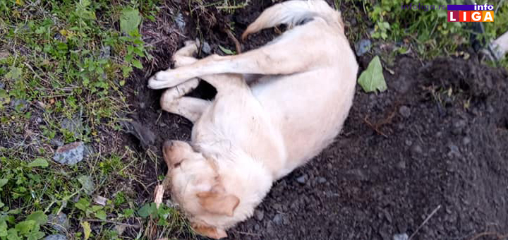 il-Labrador-dva-1 Nažalost zločini nad psima se nastavljaju. Otrovana dva labradora (uznemirujuće fotografije)