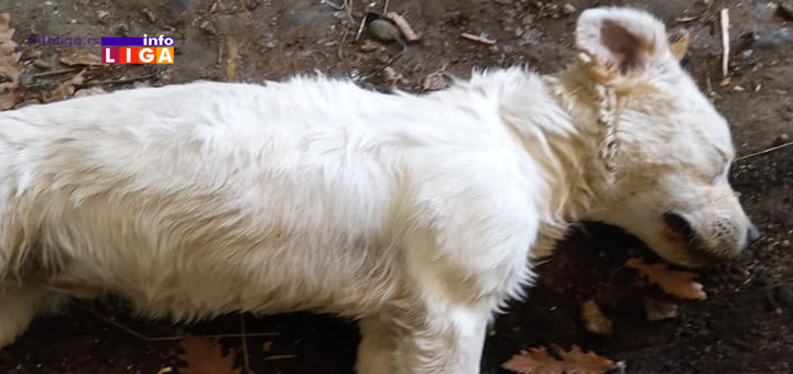 il-Labrador-uginuo-dva Nažalost zločini nad psima se nastavljaju. Otrovana dva labradora (uznemirujuće fotografije)