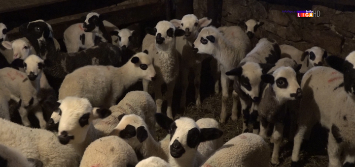 IL-umaticena-jagnjad-100-komada- Ivanjica: Stotinu jagnjadi žrtve korone (VIDEO)