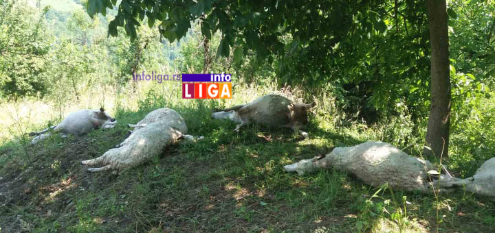 IL-Ovce-stradale-od-groma-2 Ivanjica: Rajku grom usmrtio jedanaest ovaca  (UZNEMIRUJUĆE FOTOGRAFIJE)