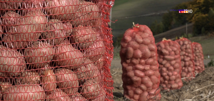 IL-krompir- IVANJICA: Iako je cena dobra čuvenog ''ivanjičkog krompira'' sve manje (VIDEO)