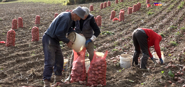IL-rompir-Katici- Da li je ivanjički krompir dočekao svojih pet minuta (VIDEO)