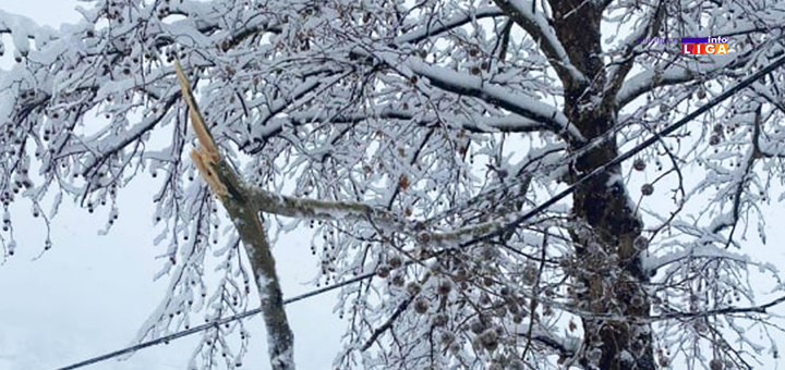 IL-Drvo-na-kablovma-2- Ivanjica na korak od vanredne situacije - sneg zavejao sela, pokidao dalekovode...