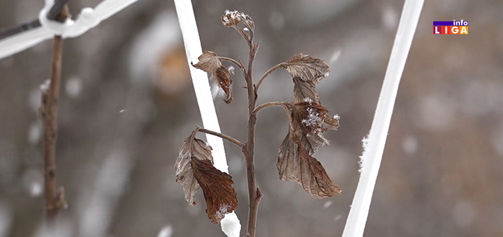 IL-mraz-sneg-malina- Ivanjica: Sneg i mraz katastrofalno će uticati na rod malina (VIDEO)