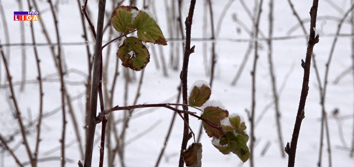 IL-stabljika-mraz- Ivanjica: Sneg i mraz katastrofalno će uticati na rod malina (VIDEO)
