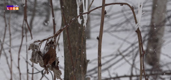IL-stabljika-mraz-sneg- Ivanjica: Sneg i mraz katastrofalno će uticati na rod malina (VIDEO)