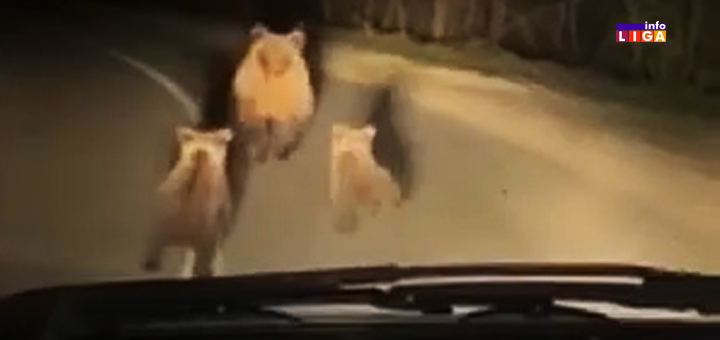 IL-Mecke-Pridvorica- Mečke i divlje svinje uništavaju letinu po ivanjičkim selima i presreću ljude pred kućama (VIDEO)