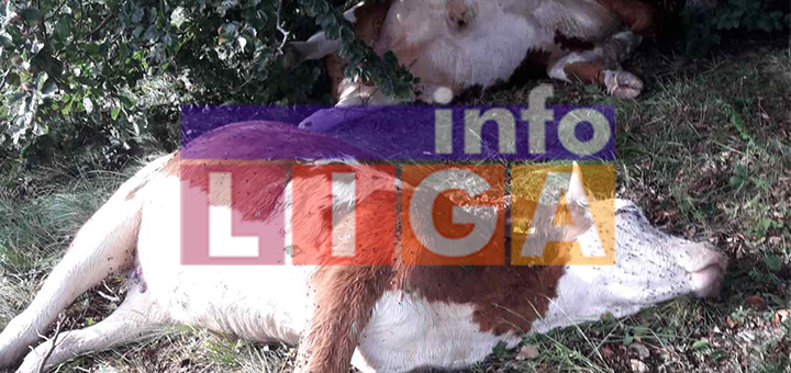 IL-Grom-ubio-krave- Ivanjica: Milu grom ubio dve junice i bika (VIDEO)