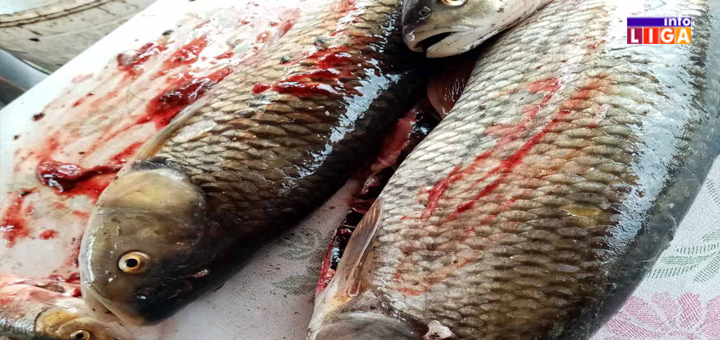 IL-Riba-pomor- Pomor ribe u Moravici zbog naglog ispuštanja vode na brani u Klisuri