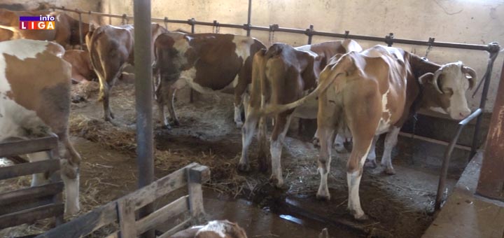 IL-krave ''Mleka nema niti ćemo ga proizvoditi po ovoj otkupnoj ceni'' kažu ivanjički stočari (VIDEO)