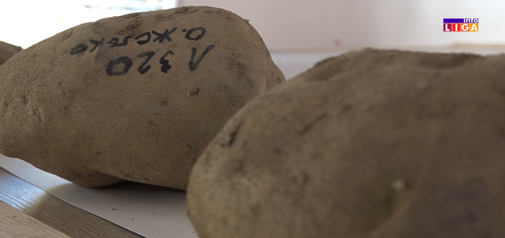 IL-najtezi-krompir- Dani ivanjičkog krompira 26.oktobra na Katićima