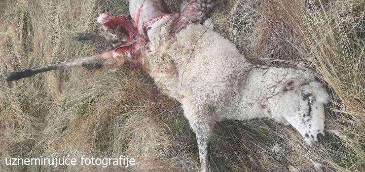 IL-ovca- Uznemirujuće slike krvavog pira vukova na teritoriji Ivanjice (UZNEMIRUJUĆI VIDEO i FOTO)
