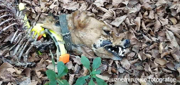IL-pas- Uznemirujuće slike krvavog pira vukova na teritoriji Ivanjice (UZNEMIRUJUĆI VIDEO i FOTO)