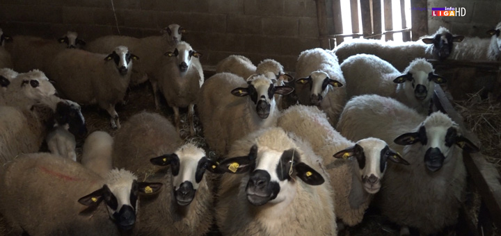 il-ovce Plodna zemlja koja je odškolovala generacije preti da zaraste u korov (VIDEO)