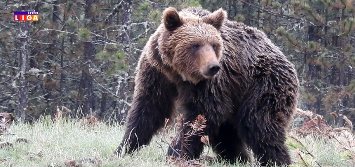 IL-Medved-Radun-Kovilje Golijski medvedi Radun i Mališa trenutno se sunčaju