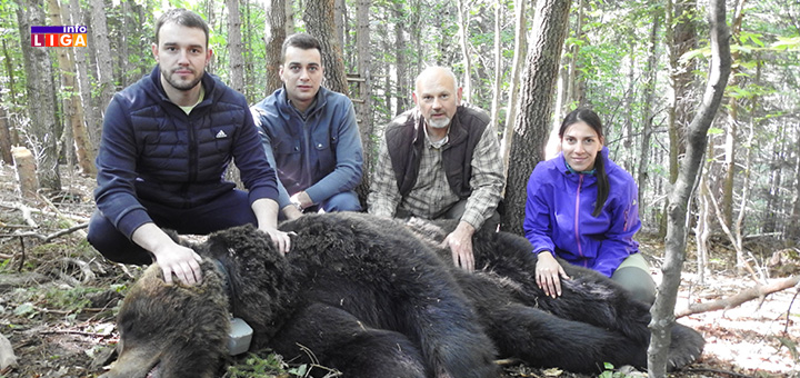 IL-medvedi-kovilje- Medvedi na Goliji još uvek budni - Radun i Mališa markirani (VIDEO)