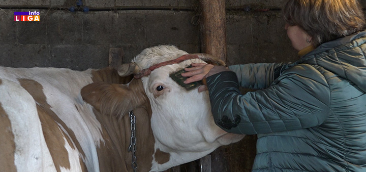 IL-krave-tosovici- Počele prijave za premiju na mleko