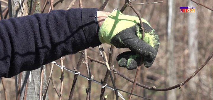 IL-Maline-rukavice- Malinari kročili u njive sa velikom neizvesnošću (VIDEO)