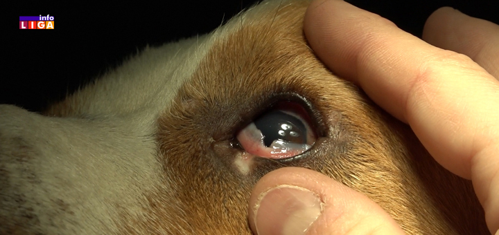 IL-Pas-zlostavljanje- Mučenje životinja se nastavalja: Vezao psa za saobraćajni znak i ostavio ga da ugine (VIDEO)