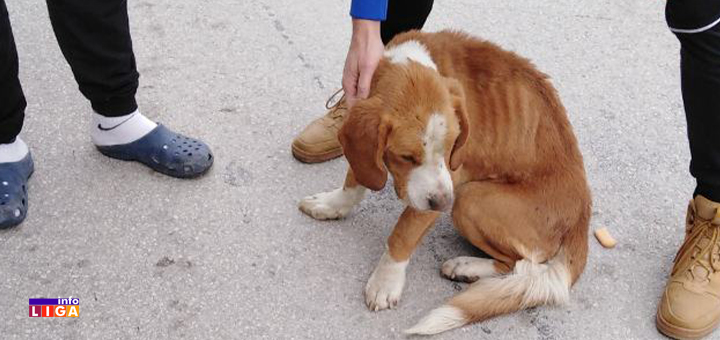 IL-Pas-zlostavljanje-Ivanjica- Mučenje životinja se nastavalja: Vezao psa za saobraćajni znak i ostavio ga da ugine (VIDEO)