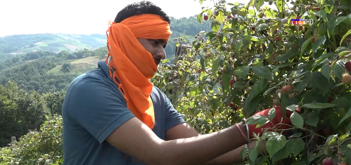 IL-Nauvin-Komara- Atrakcija u Trešnjevici - Indijac bere kao Ariljac  (VIDEO)