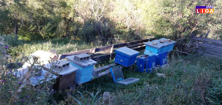 Medved-steta-pcele-1 Medved uništava pčelinjake po ivanjičkim selima