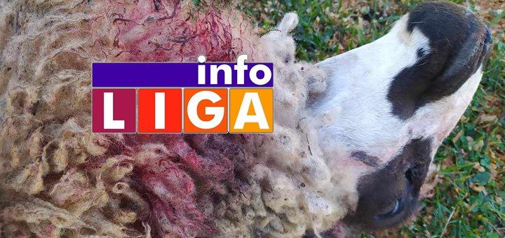 IL-Zaklane-ovce Dragan u štali zatekao krvave i mrtve ovce