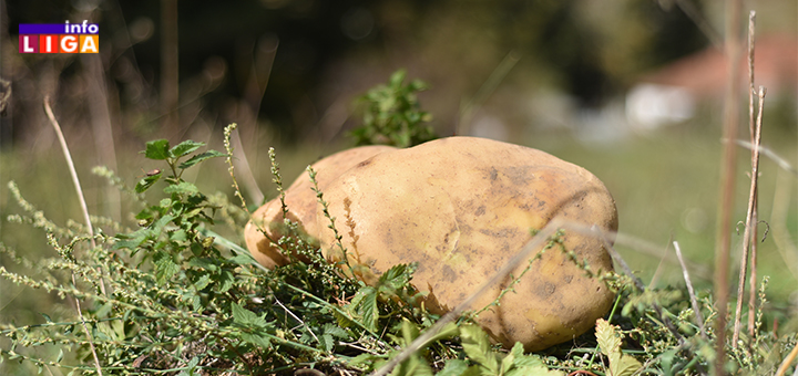 IL-dani-ivanjickog-krompira-5 Krompirijada: Pehari za džinovski i krompir ljubavi (VIDEO)