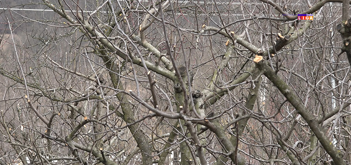 il-drvo Prolećne temperature u februaru opasnost po mnoge sorte voća (VIDEO)