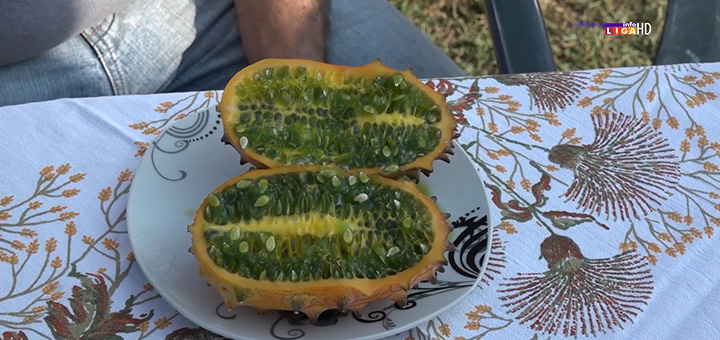il-kivano- Tropsko voće na obroncima planine Malič (VIDEO)