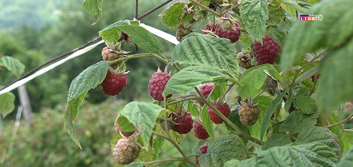 il-maline Malinari odgovorili agroanalitičaru na prozivke da je otkupna cena koju traže nerealna (VIDEO)