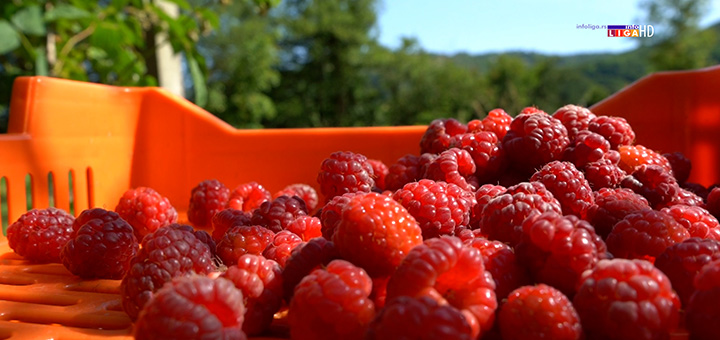 il-maline-novo Bez konkretnog dogovora oko cene malina - novi sastanak sledeće nedelje (VIDEO)