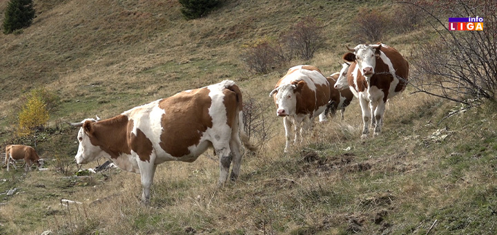 IL-krave Ostali na dedovini, bave se stočarstvom, školuju decu a struju nemaju (VIDEO)