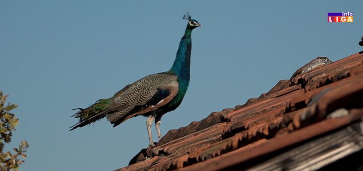 IL-Paun-Djordjevici-Turica Mali raj u kom svaka duša ima svoje mesto (VIDEO)
