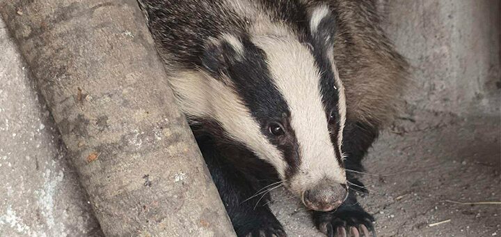 IL-Jazavci-groblje-Ivanjica Noćni upadi jazavaca ugrožavaju grobove u Ivanjici (VIDEO)