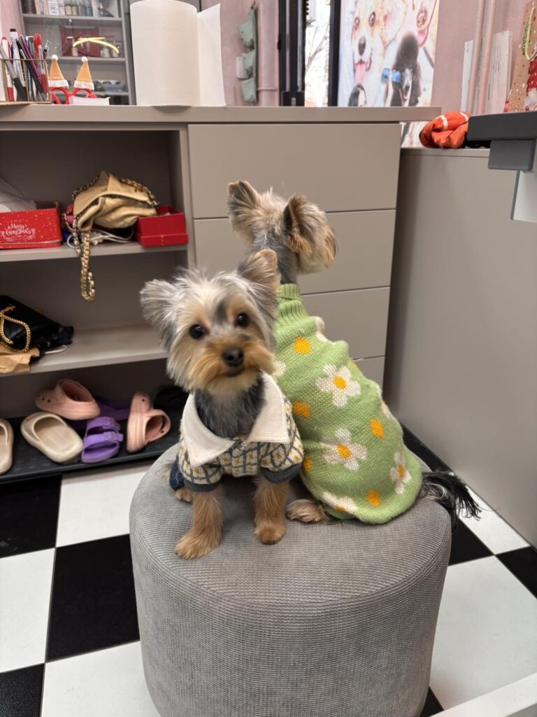 image00005-768x1024 DoGroom – prvi profesionalni grooming salon u Ivanjici